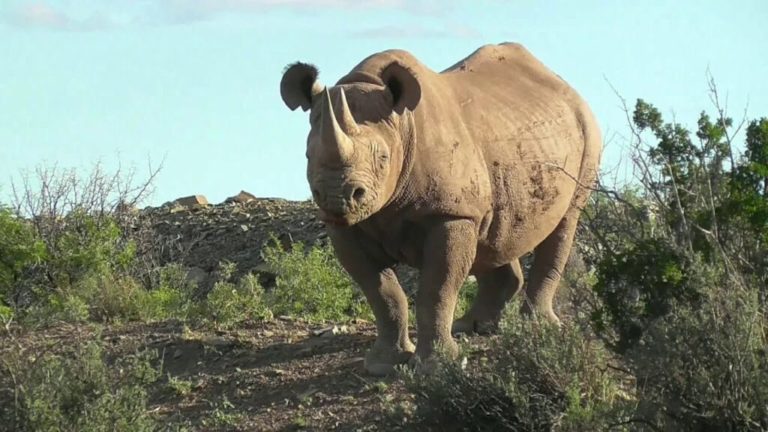 Karoo National Park - SA Parks