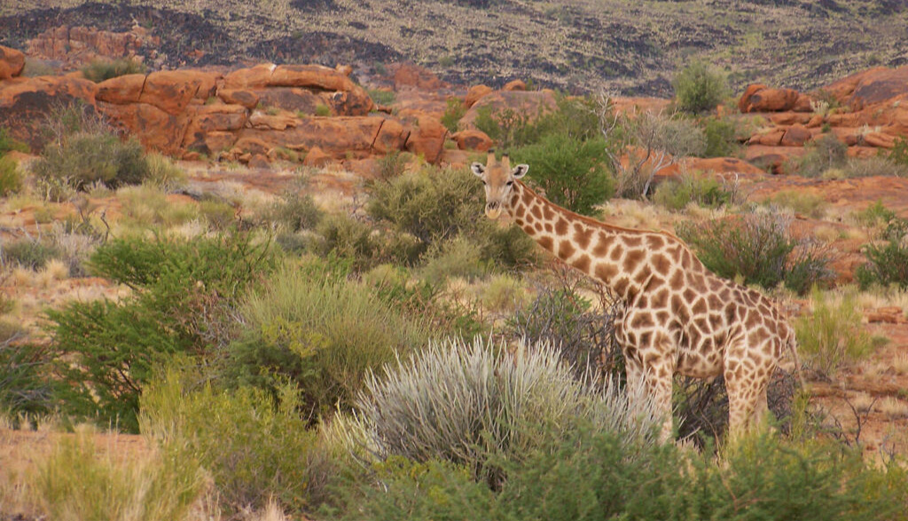 Mokala National Park