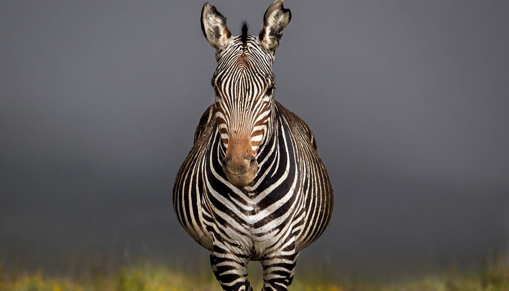 Mountain Zebra National Park